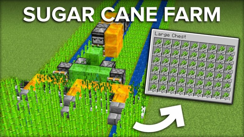 How To Grow a Sugar Cane Farm in Minecraft - Sweet Discord